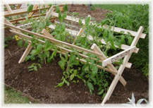 cedar tomato trellis